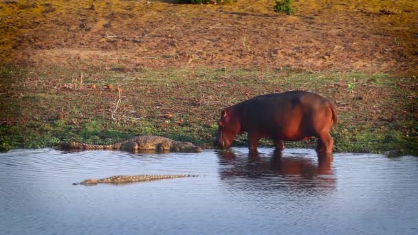 南アフリカのクルーガー国立公園の川沿いでニルワニを追いかけているカバ — ストック動画