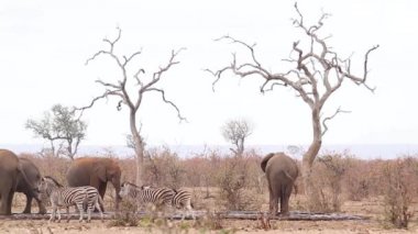 Afrika çalı fil sürüsü kuraklık sırasında Güney Afrika 'daki Kruger Ulusal Parkı' nda zebraların olduğu yerde; Specie Loxodonta africana fil familyası