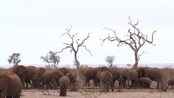 Afrikansk Buske Elefanthjord Vattendamm Torka Kruger Nationalpark Sydafrika Art Loxodonta — Stockvideo