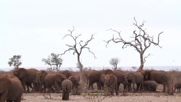 African Bush Elephant Herd Waterpond Drought Kruger National Park South — Stock Video