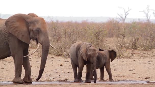 Due Giovani Elefanti Del Bush Africano Con Madre Laghetto Durante — Video Stock