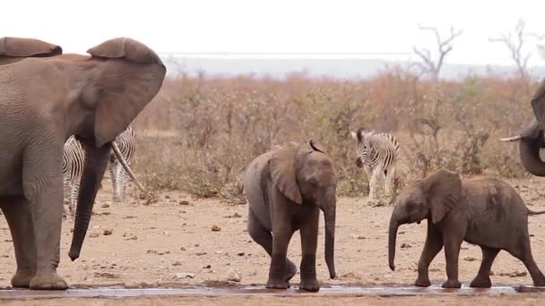 Due Giovani Elefanti Del Bush Africano Con Madre Laghetto Durante — Video Stock