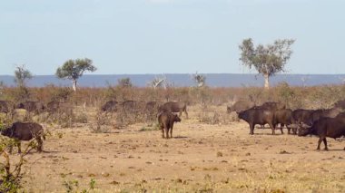 Güney Afrika 'daki Kruger Ulusal Parkı' nda kuru savanda yürüyen Afrika bufalosu sürüsü Bovidae familyasından Specie Syncerus kafe.