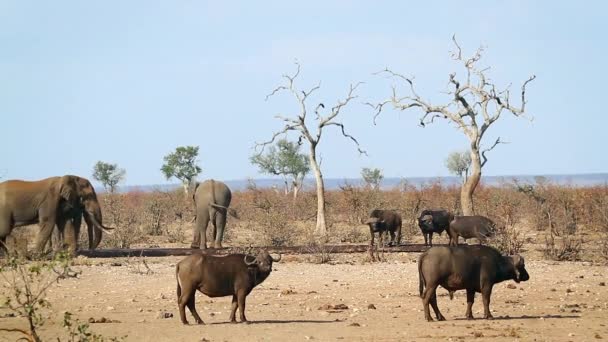 アフリカの水牛とアフリカのブッシュゾウは南アフリカのクルーガー国立公園の水飲み場で飲んでいます — ストック動画