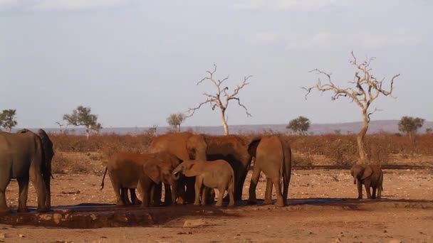 南非克鲁格国家公园的水孔追逐斑马的非洲丛林象 Elephantidae的非洲小象科 — 图库视频影像