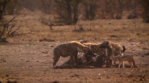 Hiaena Manchada Chacal Costas Pretas Castrando Amanhecer Parque Nacional Kruger — Vídeo de Stock
