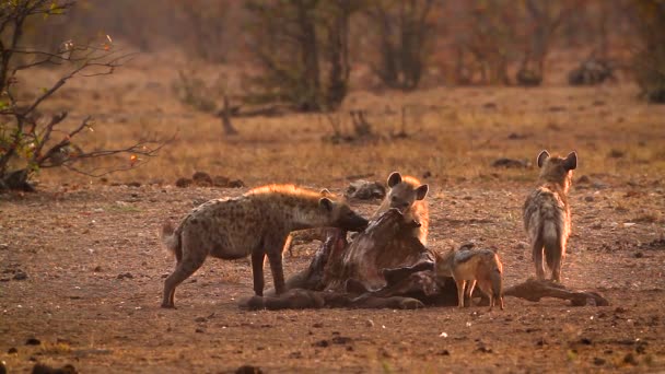 在南非克鲁格国家公园发现的鬣狗和黑背袋鼠在黎明时分觅食 特别是海耶尼达的Crocuta Crocuta科动物 — 图库视频影像