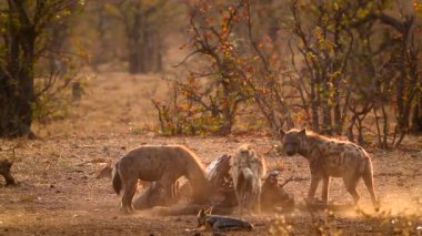 Güney Afrika 'daki Kruger Ulusal Parkı' nda Hyaenidae familyasından Specie Crocuta Crocuta ve siyah çakalı şafak vakti yağmalarken görüldü.