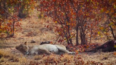 Afrika aslanı, Güney Afrika 'daki Kruger Ulusal Parkı' nda, Felidae 'deki Specie Panthera Leo ailesinde ölüme yakın bir yerde yatıyor.