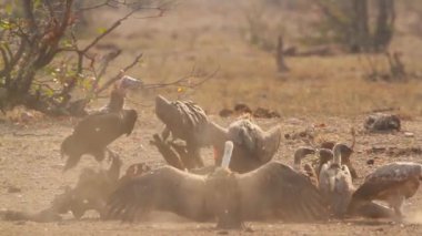 Lappet, Güney Afrika 'daki Kruger Ulusal Parkı' nda leş yiyen Akbaba ve Beyaz Akbaba ile karşılaştı; Specie ailesi Torgos Tracheliotos ve Gyps africanus of Accipitridae