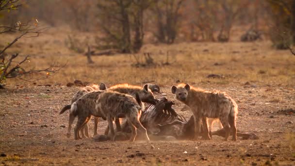 Hiena Manchada Chacal Espalda Negra Amanecer Parque Nacional Kruger Sudáfrica — Vídeos de Stock