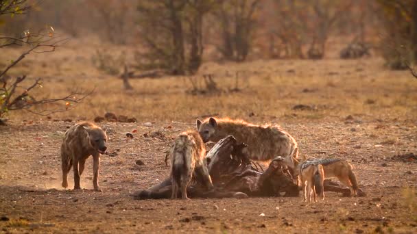 Пятнистая Гиена Черный Шакал Рассвете Национальном Парке Крюгер Южная Африка — стоковое видео