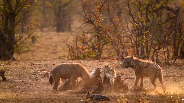 Hiena Manchada Chacal Espalda Negra Amanecer Parque Nacional Kruger Sudáfrica — Vídeos de Stock