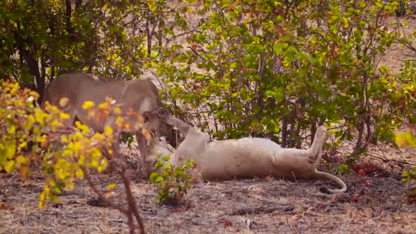 Dvě Africké Lvice Sbližování Kruger National Park Jižní Afrika Specie — Stock video