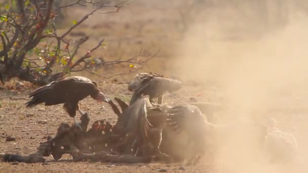 Lappet Inför Vulture Och White Backas Vulture Scavenging Kruger National — Stockvideo