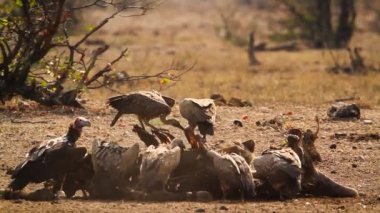 Lappet, Güney Afrika 'daki Kruger Ulusal Parkı' nda leş yiyen Akbaba ve Beyaz Akbaba ile karşılaştı; Specie ailesi Torgos Tracheliotos ve Gyps africanus of Accipitridae