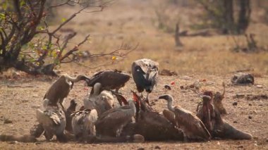 Lappet, Güney Afrika 'daki Kruger Ulusal Parkı' nda leş yiyen Akbaba ve Beyaz Akbaba ile karşılaştı; Specie ailesi Torgos Tracheliotos ve Gyps africanus of Accipitridae