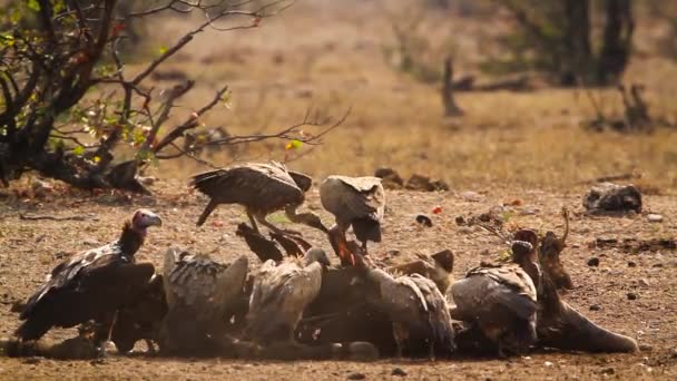 Lappet Inför Vulture Och White Backas Vulture Scavenging Kruger National — Stockvideo