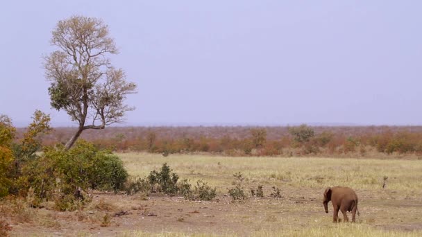 Yalnızlık Afrika Çalı Fili Güney Afrika Daki Kruger Ulusal Parkı — Stok video