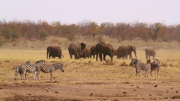 アフリカのブッシュゾウ クルーガー国立公園 南アフリカ ゾウ科の正貨 Loxodonta アフリカーナ家族 — ストック動画