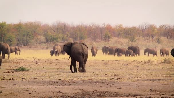 Слон Африканський Буша Національний Парк Крюгера Пар Виду Проте Африкана — стокове відео