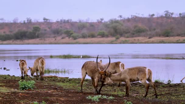 Duelo Masculino Waterbuck Común Paisaje Agradable Vista Del Río Parque — Vídeos de Stock