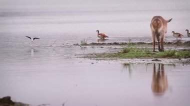 Güney Afrika 'daki Kruger Ulusal Parkı' nda, Bovidae ailesinden Specie Kobus elipsiprymnus ile nehrin ortasında otlayan genç su kuşları.