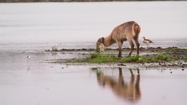 Young Common Waterbuck Pastando Medio Del Río Con Aves Acuáticas — Vídeos de Stock