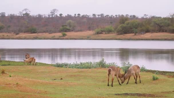 Két Közös Waterbuck Harci Folyóparti Táj Kruger Nemzeti Park Dél — Stock videók