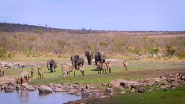 Güney Afrika 'daki Kruger Ulusal Parkı' nda göl kenarında su geyiği kovalayan bir grup Afrika fili; Fil giller familyasından Specie Loxodonta africana