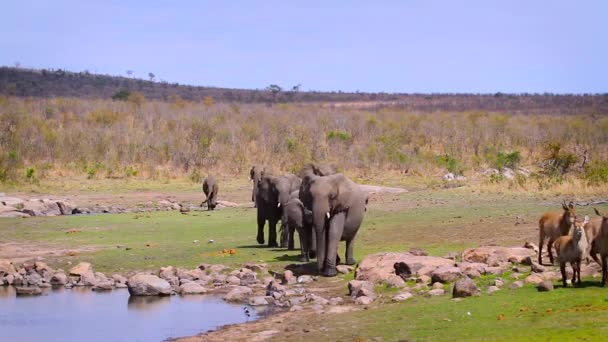 南アフリカのクルーガー国立公園の湖畔の少数の前を歩くアフリカのブッシュゾウの小さなグループ — ストック動画