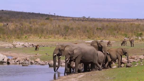 Kleine Groep Afrikaanse Bosolifanten Drinken Meer Kruger National Park Zuid — Stockvideo