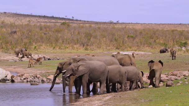 small group of African bush elephants drinking in lake in Kruger National park, South Africa ; Specie Loxodonta africana family of Elephantidae