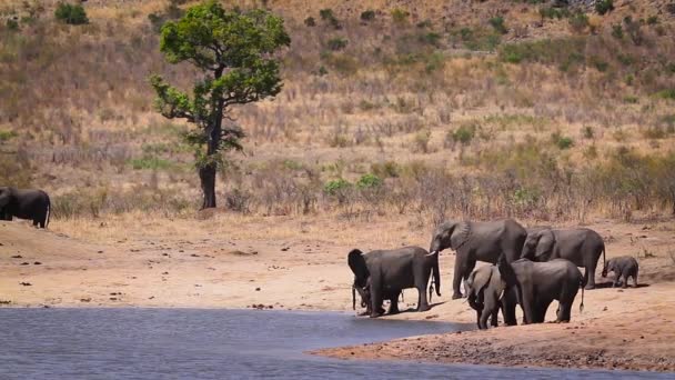 Manada Elefantes Arbustivos Africanos Bebiendo Bañándose Lago Parque Nacional Kruger — Vídeo de stock
