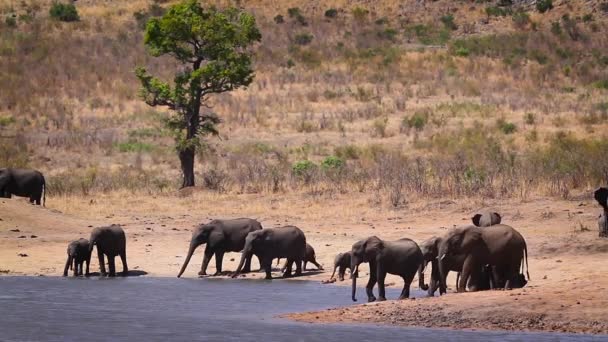 南アフリカのクルーガー国立公園の湖で飲んでいるアフリカのブッシュゾウの群れ ゾウ科のロドンタアフリカ家族 — ストック動画
