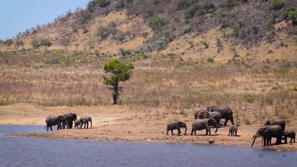 在南非克鲁格国家公园的湖中饮水洗澡的非洲丛林象群 Elephantidae的Specie Loxodonta Africana家族 — 图库视频影像