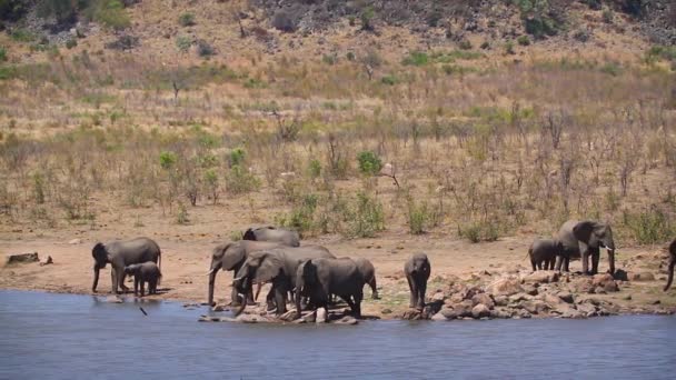 Stado Słoni Afrykańskich Pijących Kąpiących Się Jeziorze Parku Narodowym Kruger — Wideo stockowe