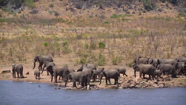 南アフリカのクルーガー国立公園の湖で飲んでいるアフリカのブッシュゾウの群れ ゾウ科のロドンタアフリカ家族 — ストック動画