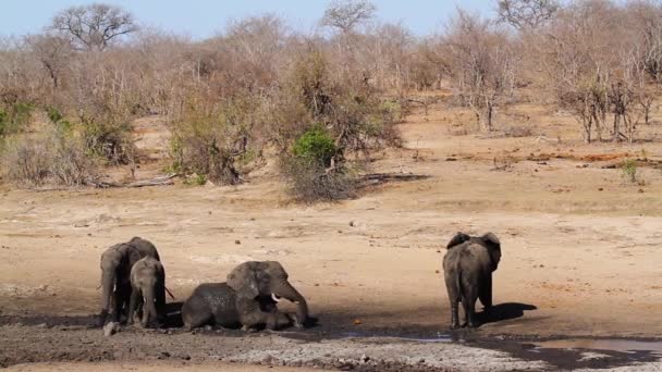 南アフリカのクルーガー国立公園のウォーターホールに泥浴をしているアフリカのブッシュゾウの小グループ — ストック動画