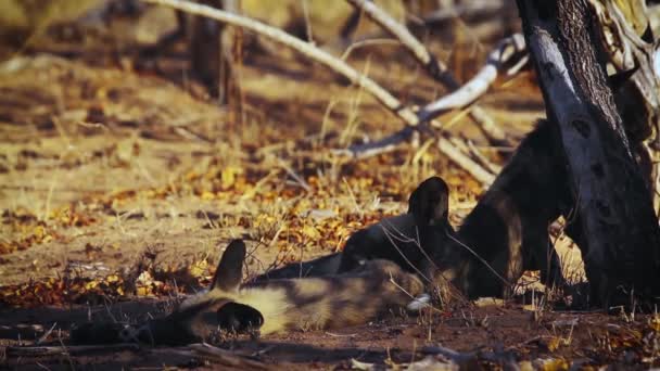 Cztery Młode Afrykańskie Dzikie Psy Leżące Cieniu Parku Narodowym Kruger — Wideo stockowe