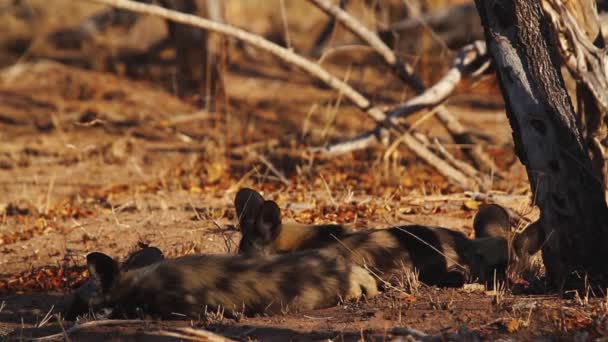 Cztery Młode Afrykańskie Dzikie Psy Leżące Cieniu Parku Narodowym Kruger — Wideo stockowe