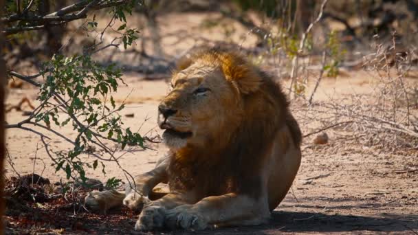 León Africano Macho Descansando Bostezando Acicalándose Sombra Parque Nacional Kruger — Vídeo de stock