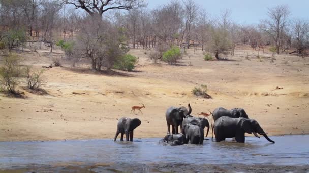 南アフリカのクルーガー国立公園の湖畔で飲んでいるアフリカのブッシュゾウの群れ ゾウ科のロコドンタアフリカ家族 — ストック動画
