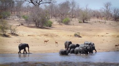 Herd of African bush elephants drinking and bathing in lakeside in Kruger National park, South Africa ; Specie Loxodonta africana family of Elephantidae