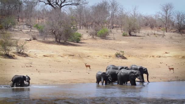 Manada Elefantes Arbustos Africanos Que Beben Bañan Orilla Del Lago — Vídeo de stock