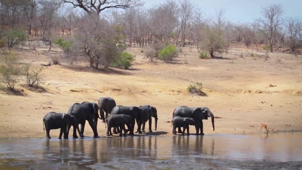 Manada Elefantes Mato Africano Beber Banhar Beira Lago Parque Nacional — Vídeo de Stock