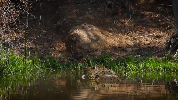 Big Nile Krokodýl Jíst Jatečně Upravené Tělo Skákání Vody Kruger — Stock video