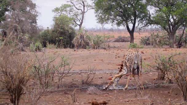 南アフリカのクルーガー国立公園の水飲み場でのキリンの食事 Giraffa Camelopardalisの種 — ストック動画