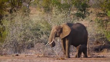 African bush elephant mother with baby suckling in Kruger National park, South Africa ; Specie Loxodonta africana family of Elephantidae