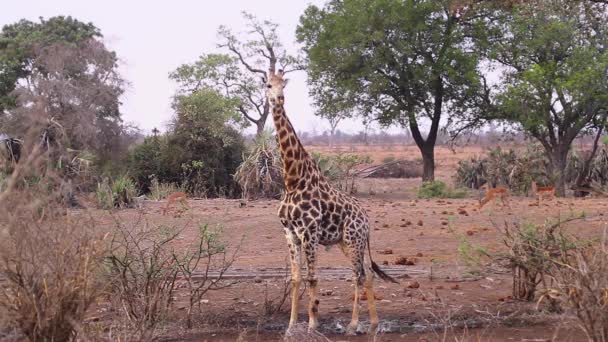 Giraffe Dinking Waterhole Kruger National Park Νότια Αφρική Specie Giraffa — Αρχείο Βίντεο